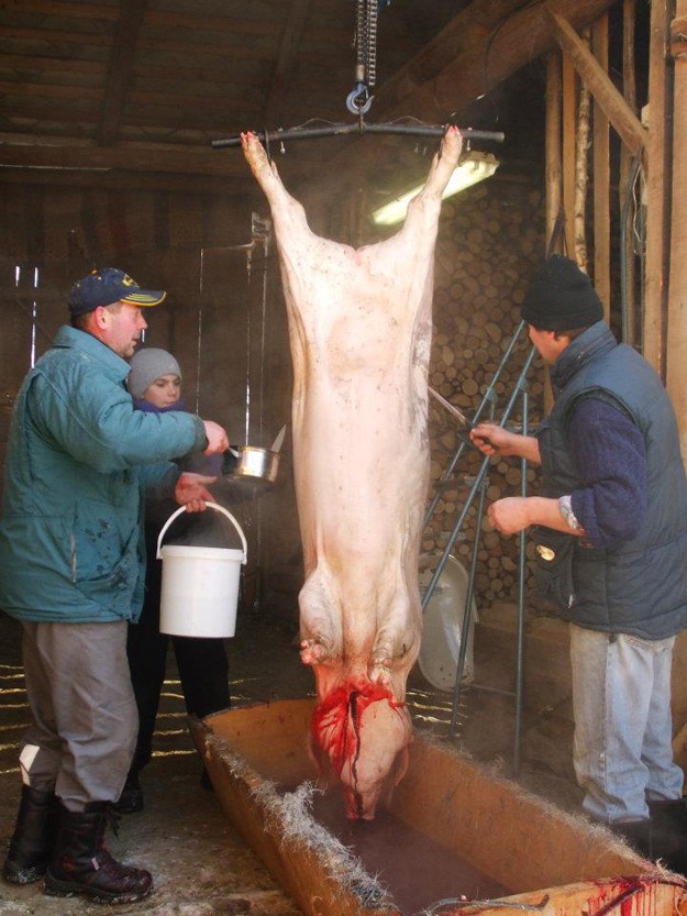 HogHarvestIveta DzubriakovÃ¡ KundrÃ¡tovÃ¡ (2)